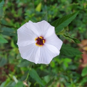 common white flower